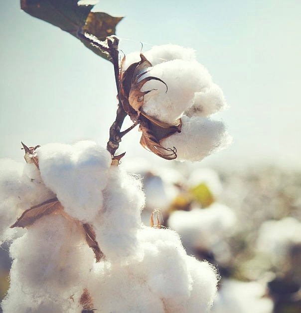 Why Organic Cotton is Racrabbit's Priority
